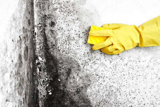 Cleora, OK Mold Removal Company