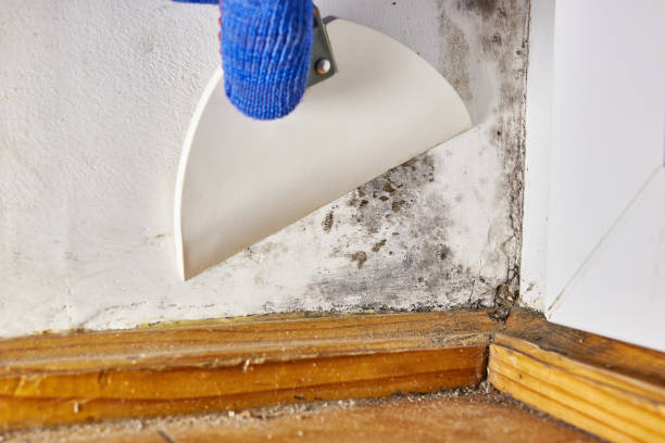 Best Environmental Consulting for Mold Prevention  in Cleora, OK